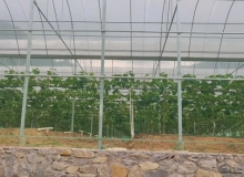 連棟薄膜溫室大棚