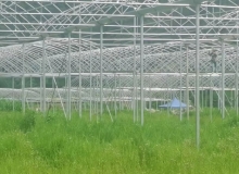 連棟薄膜溫室大棚