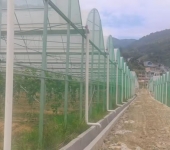 連棟薄膜溫室大棚