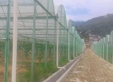 連棟薄膜溫室大棚