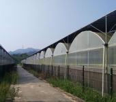 連棟薄膜溫室大棚